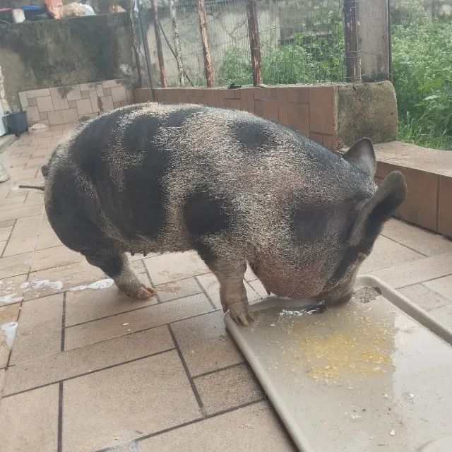 Porca venda - Foto 2