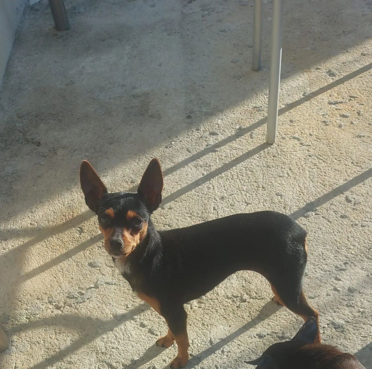 Pincher  - Foto 4