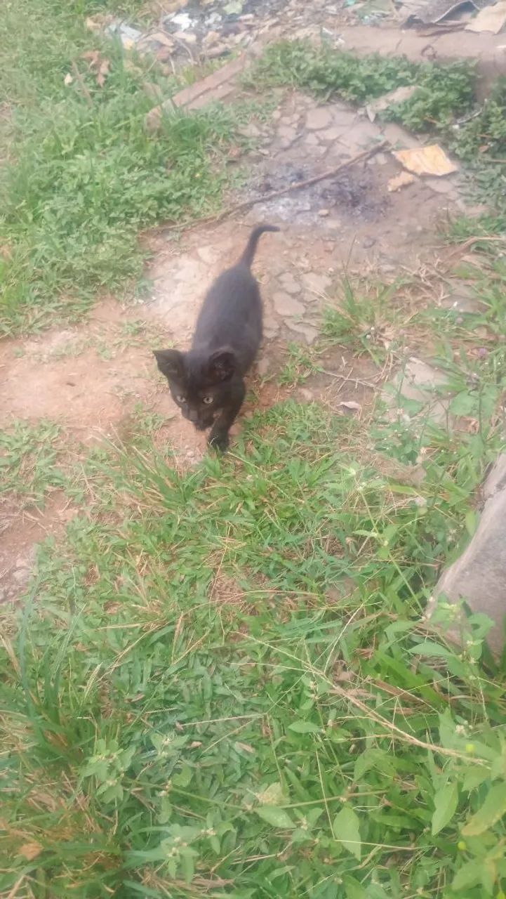 Gatos doação  - Foto 2