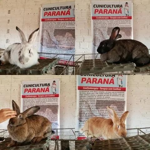 Lhamas e Alpacas - filhotes e adultos - Foto 5