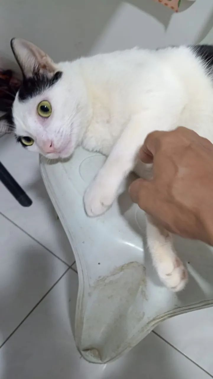 Gato macho castrado e dócil 