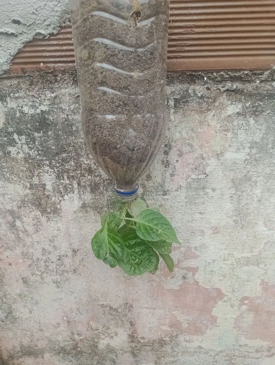Vendo mudas de pé de morango e pimenta de cheiro  - Foto 4