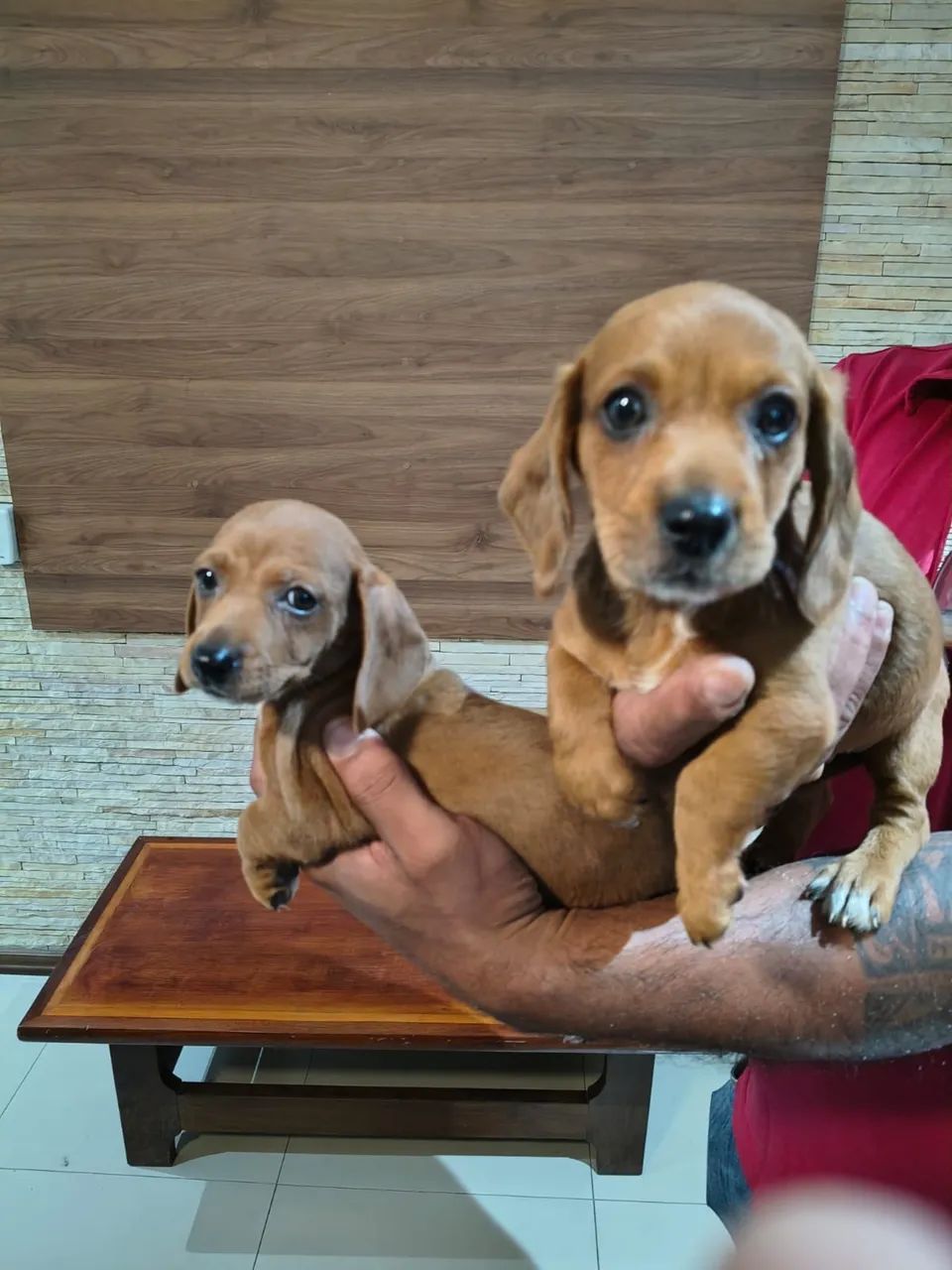 Belezinhas de cachorros 
