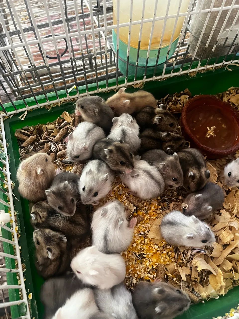 Hamsters