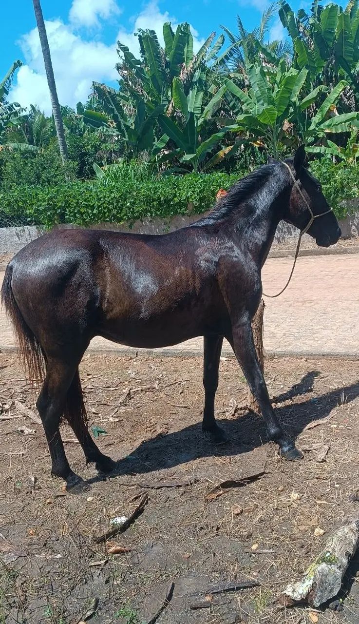 Pordo de 1 ano e 6 meses 