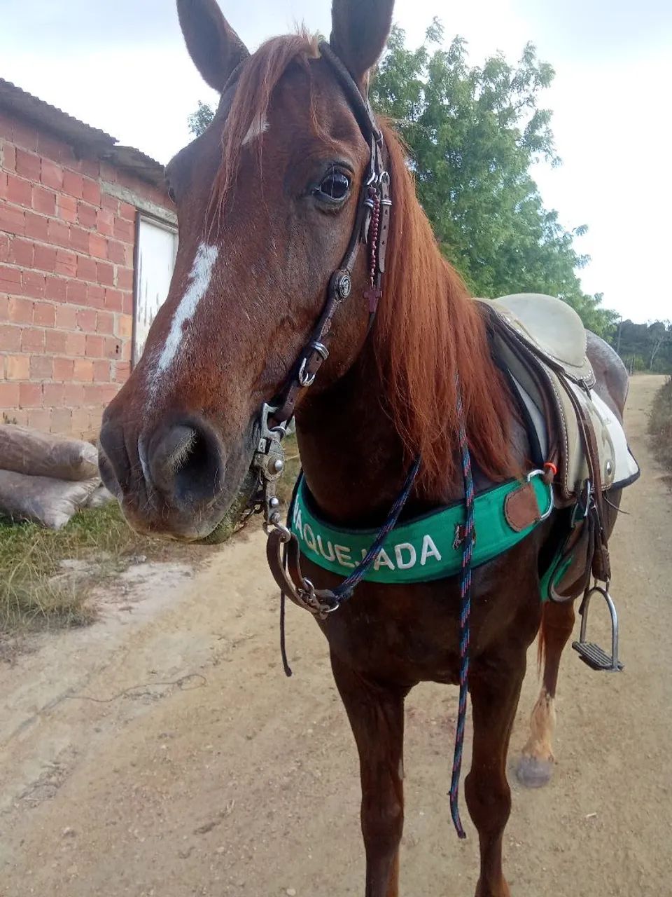 Cavalo mestiço  - Foto 2