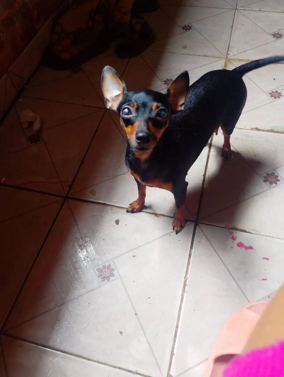Vendo Pinscher *  - Foto 4