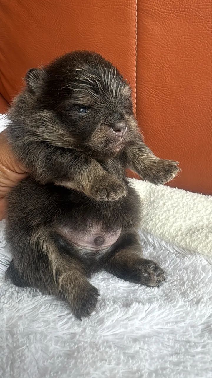 Vendo 