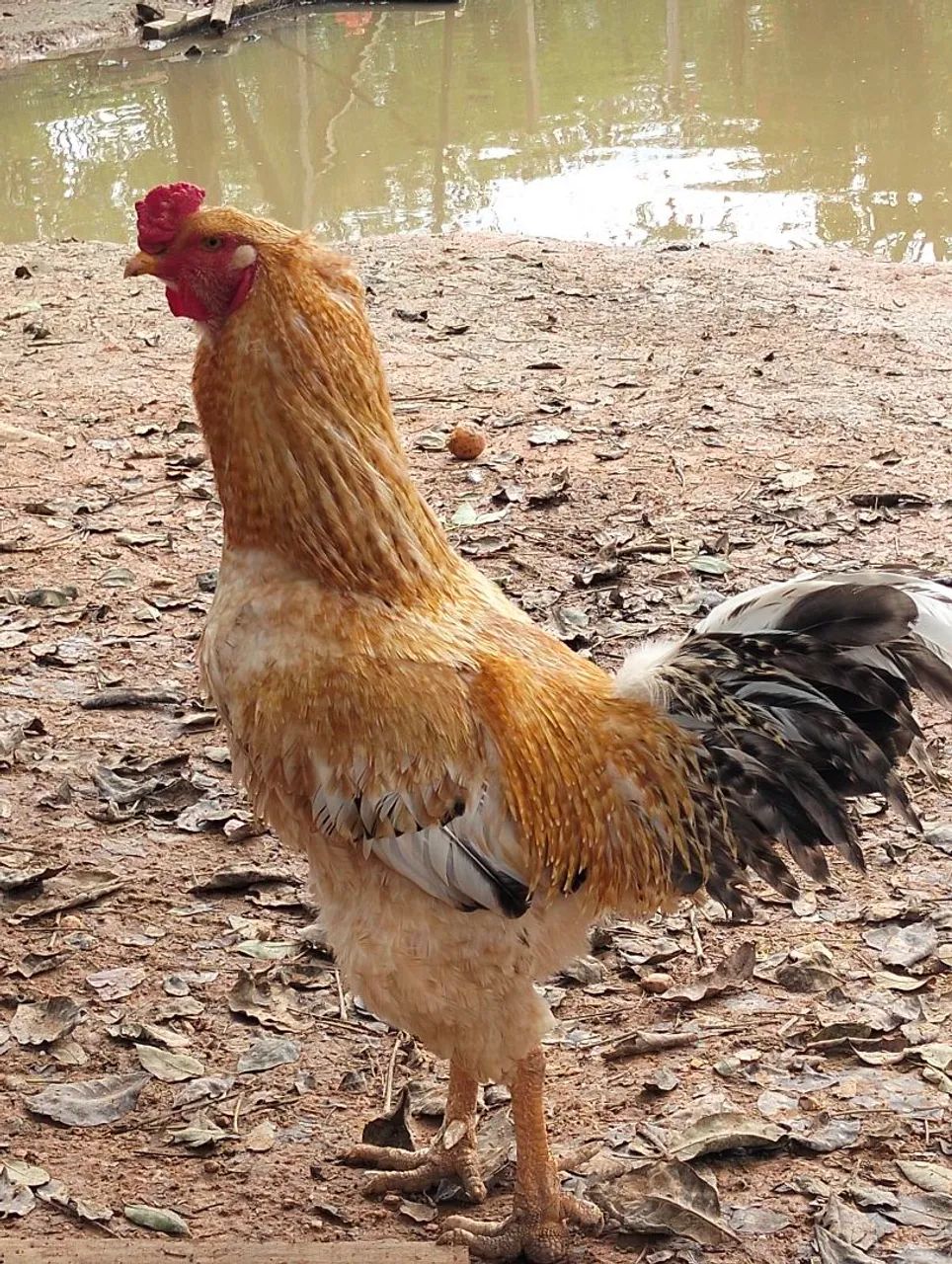 Galo - Foto 2