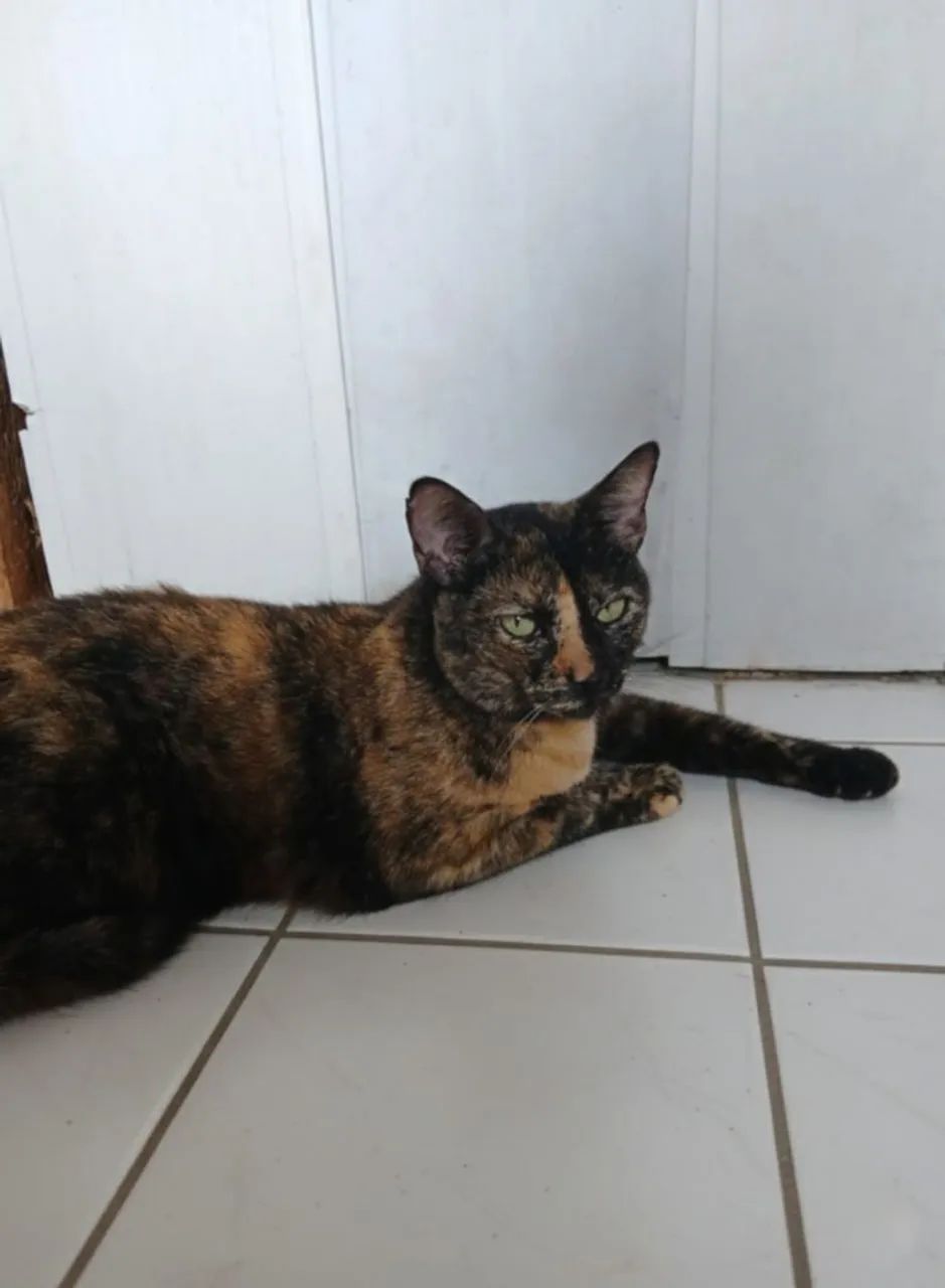 gatinha para adoção 