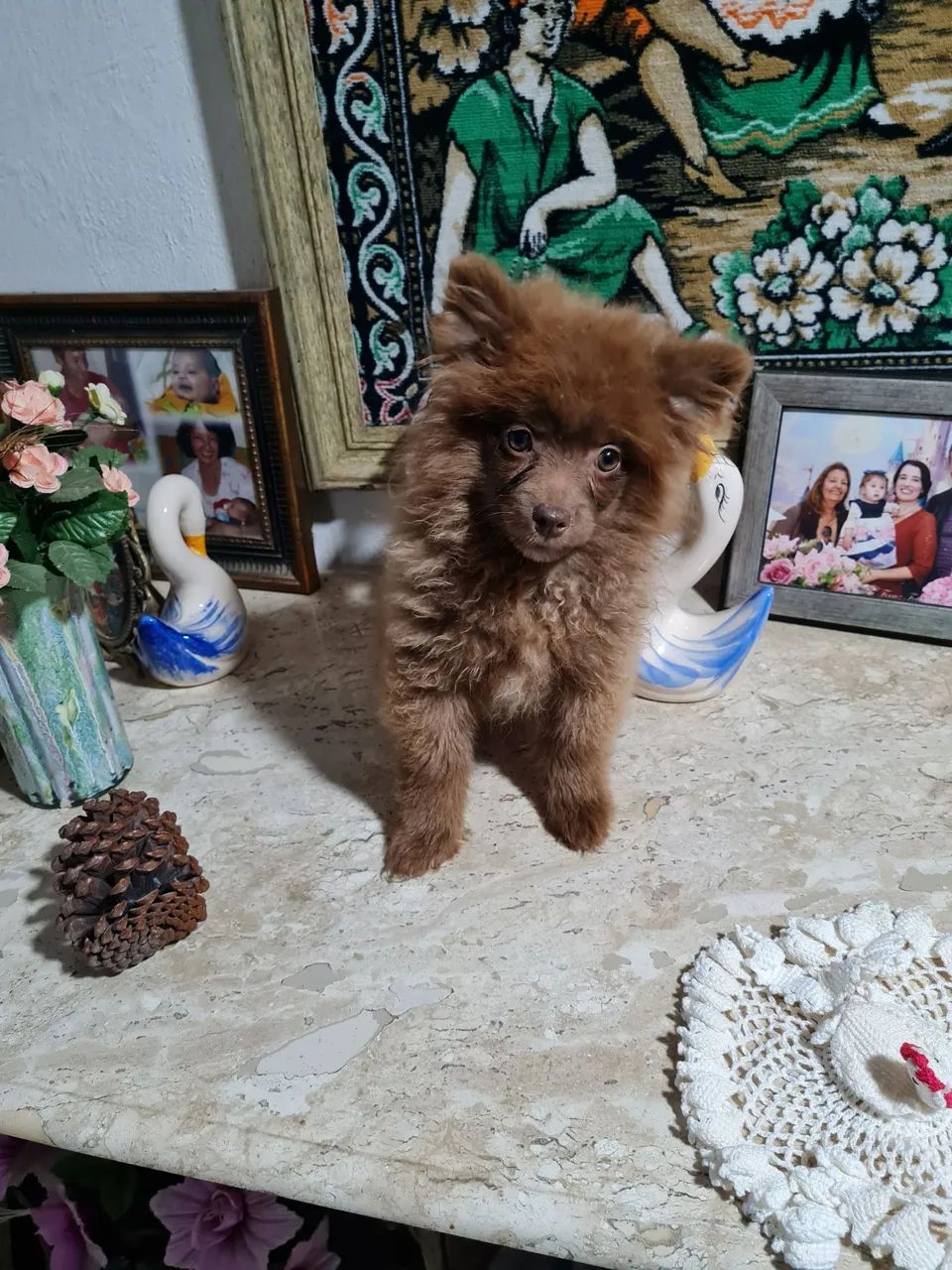 Vende-se lulu macho