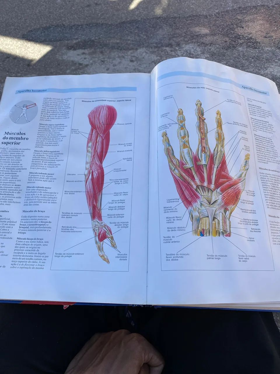 Atlas de anatomia E saúde  - Foto 2