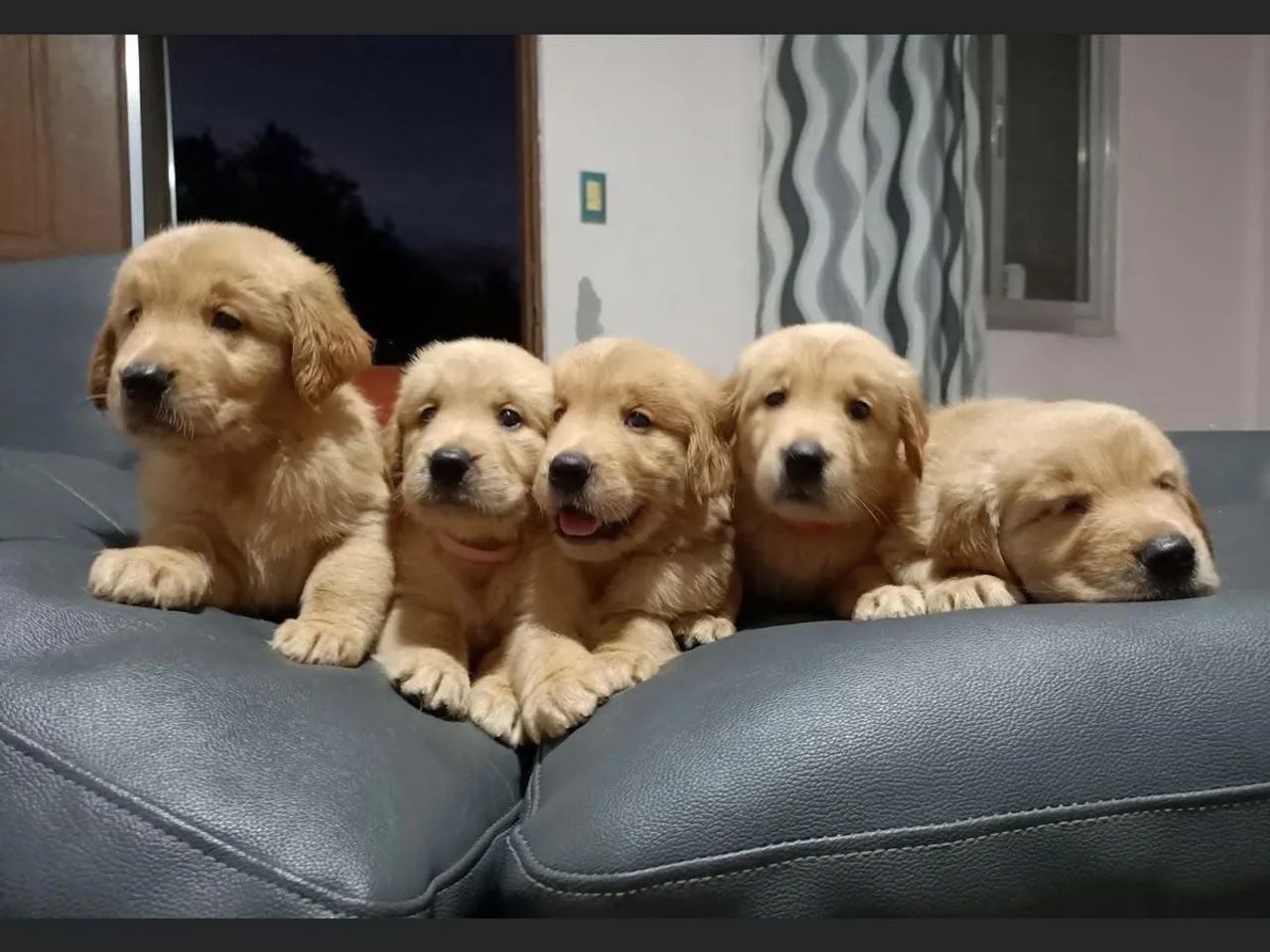 Golden retriever top