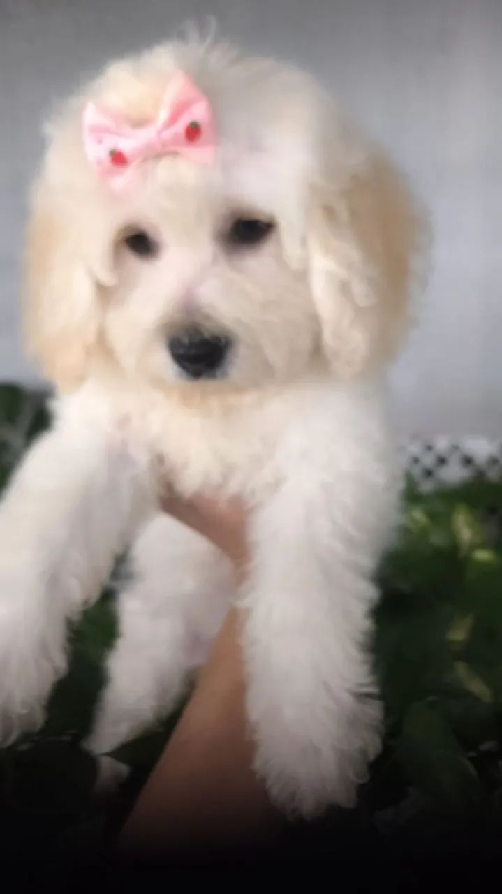 Vendo uma linda filhotinha de poodle  - Foto 2