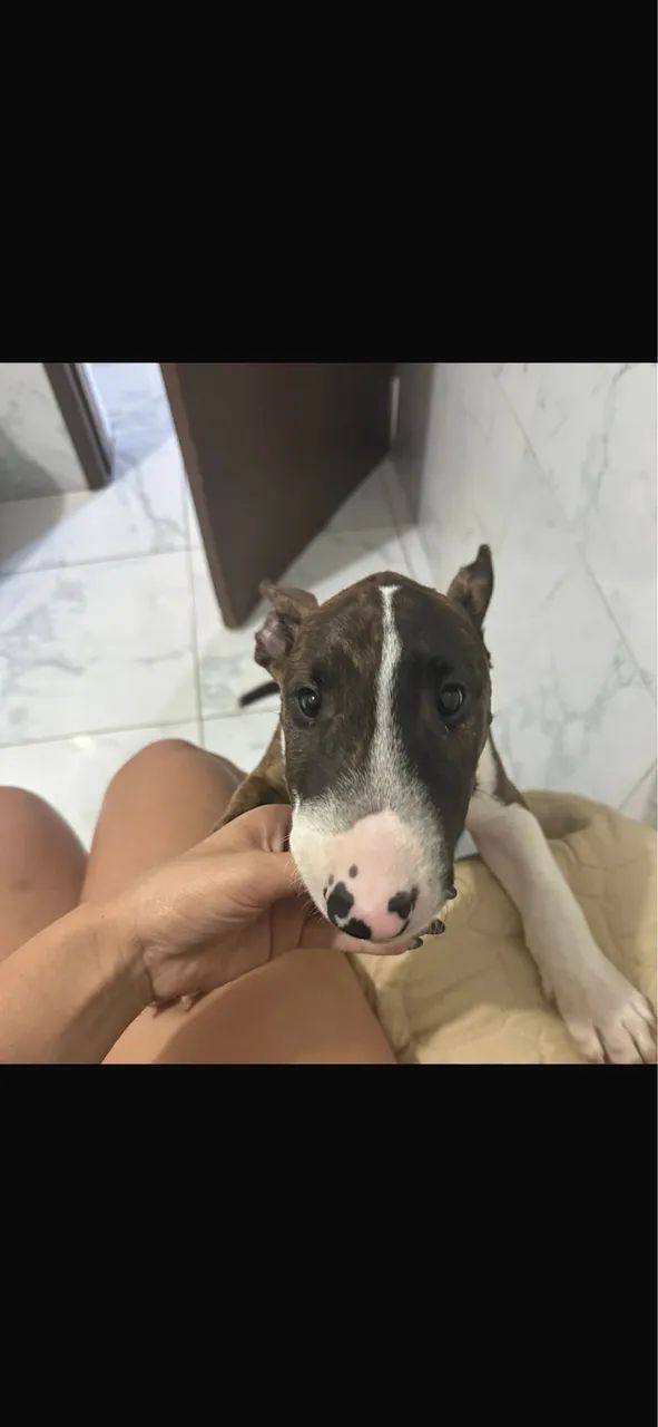 Bulterrier