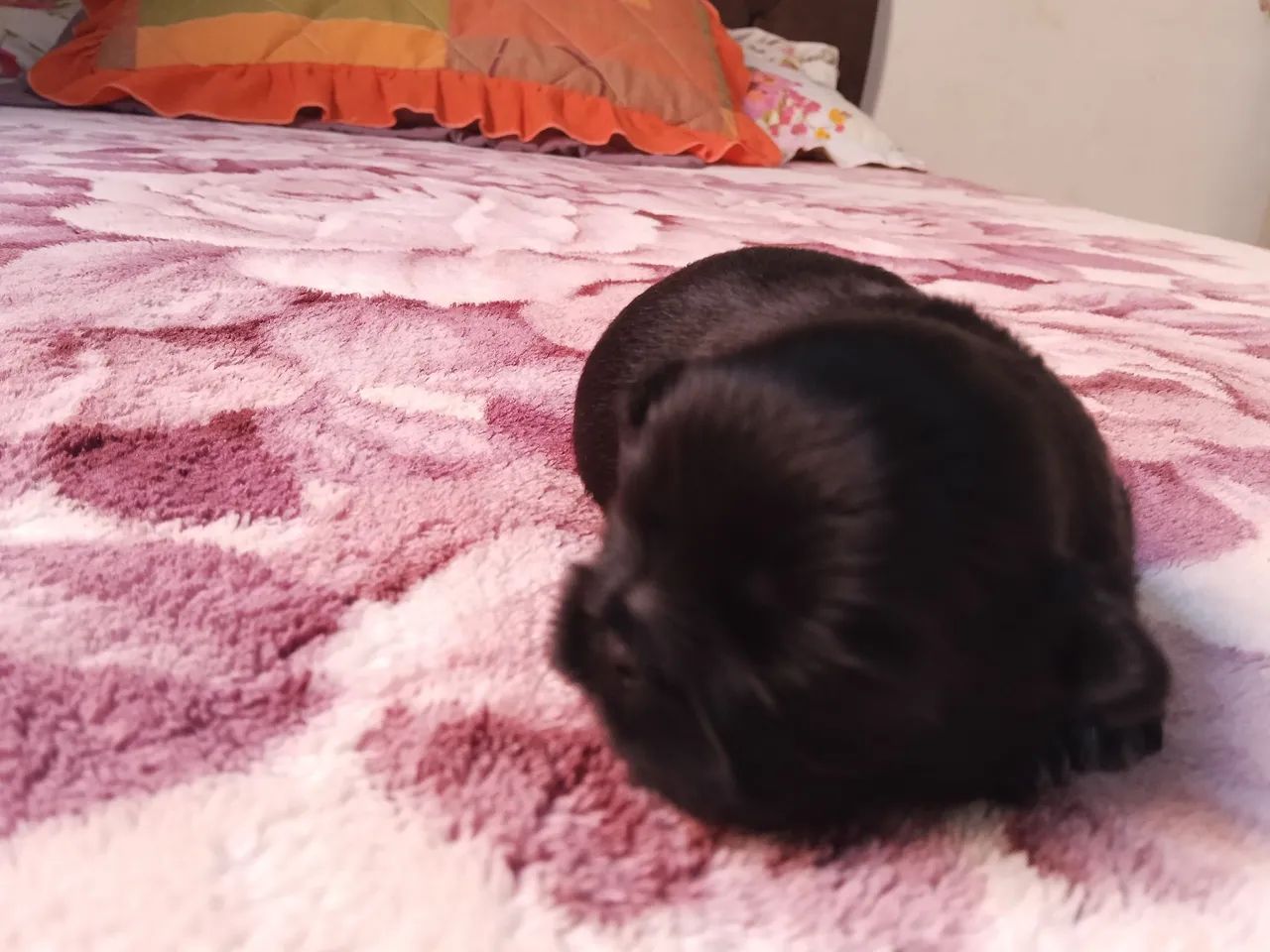 Shitzu preto - Foto 4