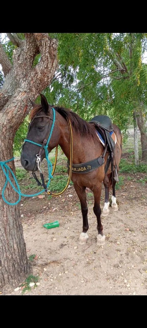 Cavalo bacheiro, manso para qualquer pessoa andar