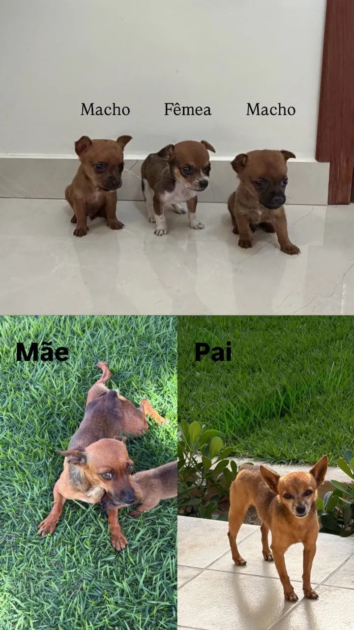 Vendo filhotes de Pinscher  - Foto 3