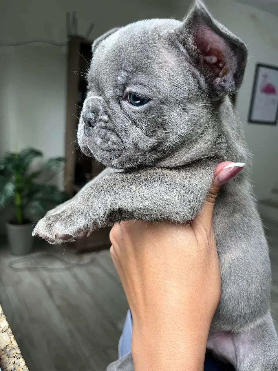 Bulldog francês  - Foto 5