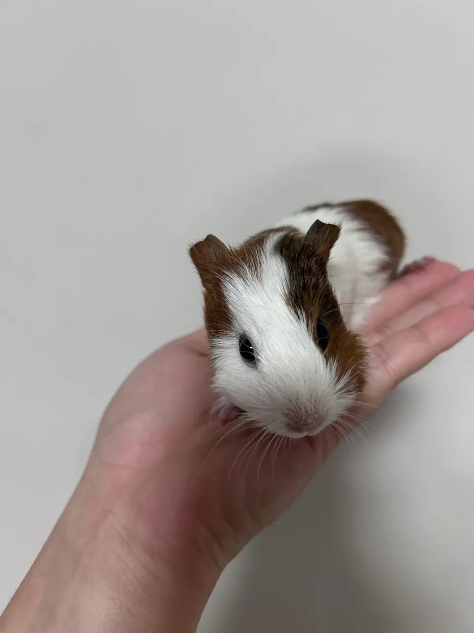 Porquinho da índia 