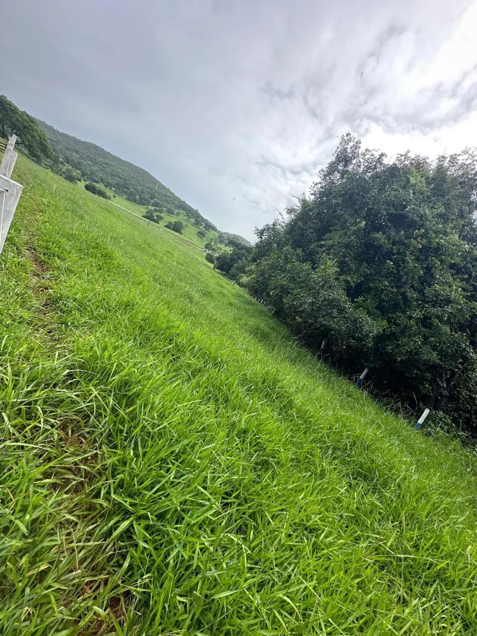 Fazenda Faina-go - Foto 3
