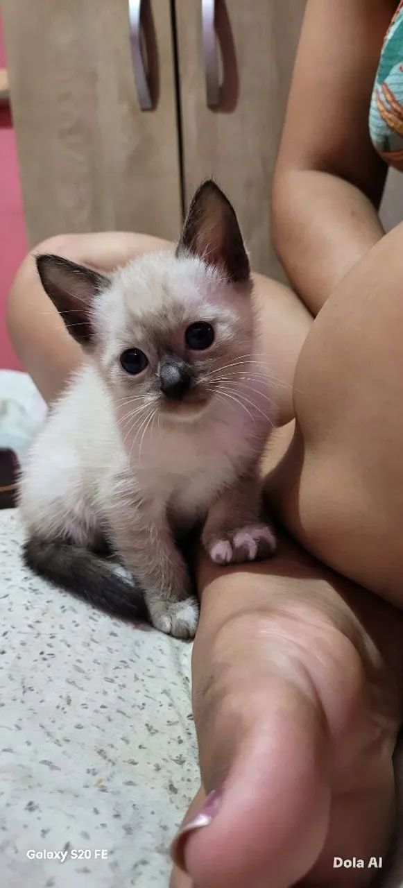 Gato macho  - Foto 4