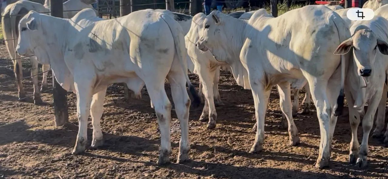 Vendo garrotinhos e bezerros - Foto 3