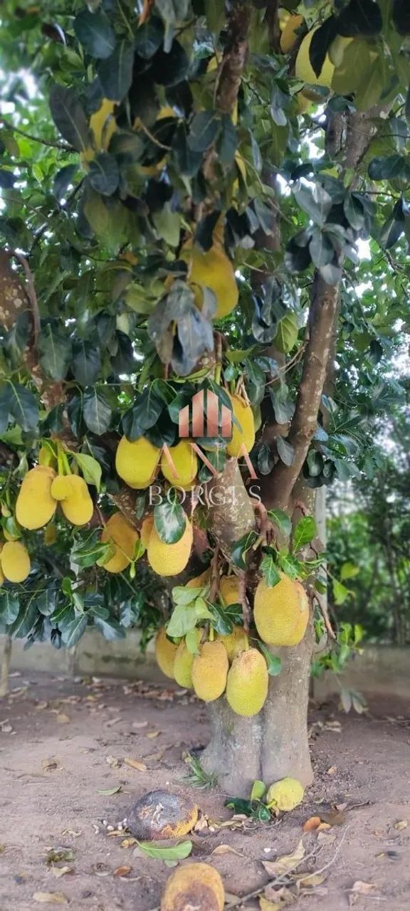 Bela Chácara com Suíte a Venda - Foto 2