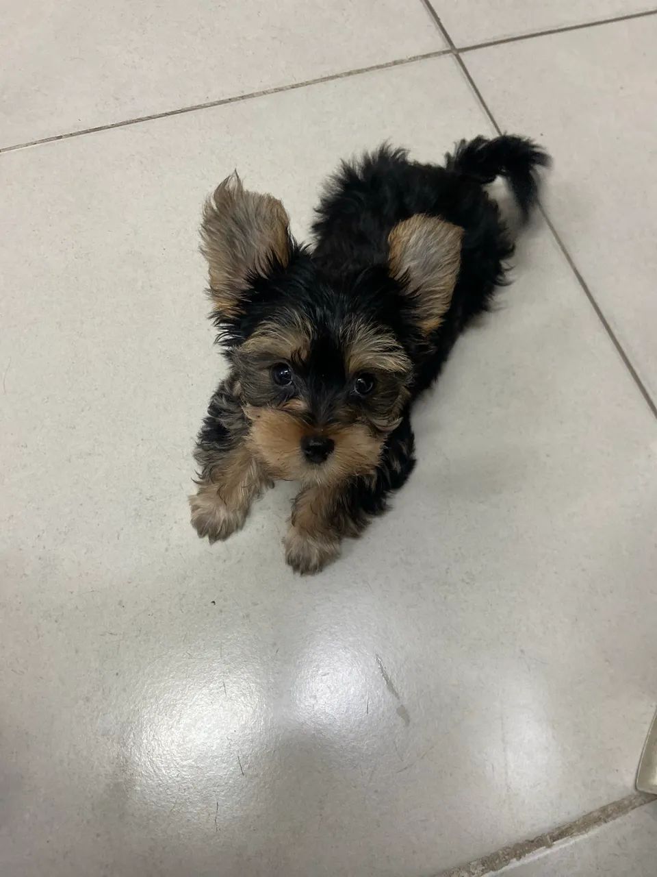 Cachorro Yorkshire - Foto 2