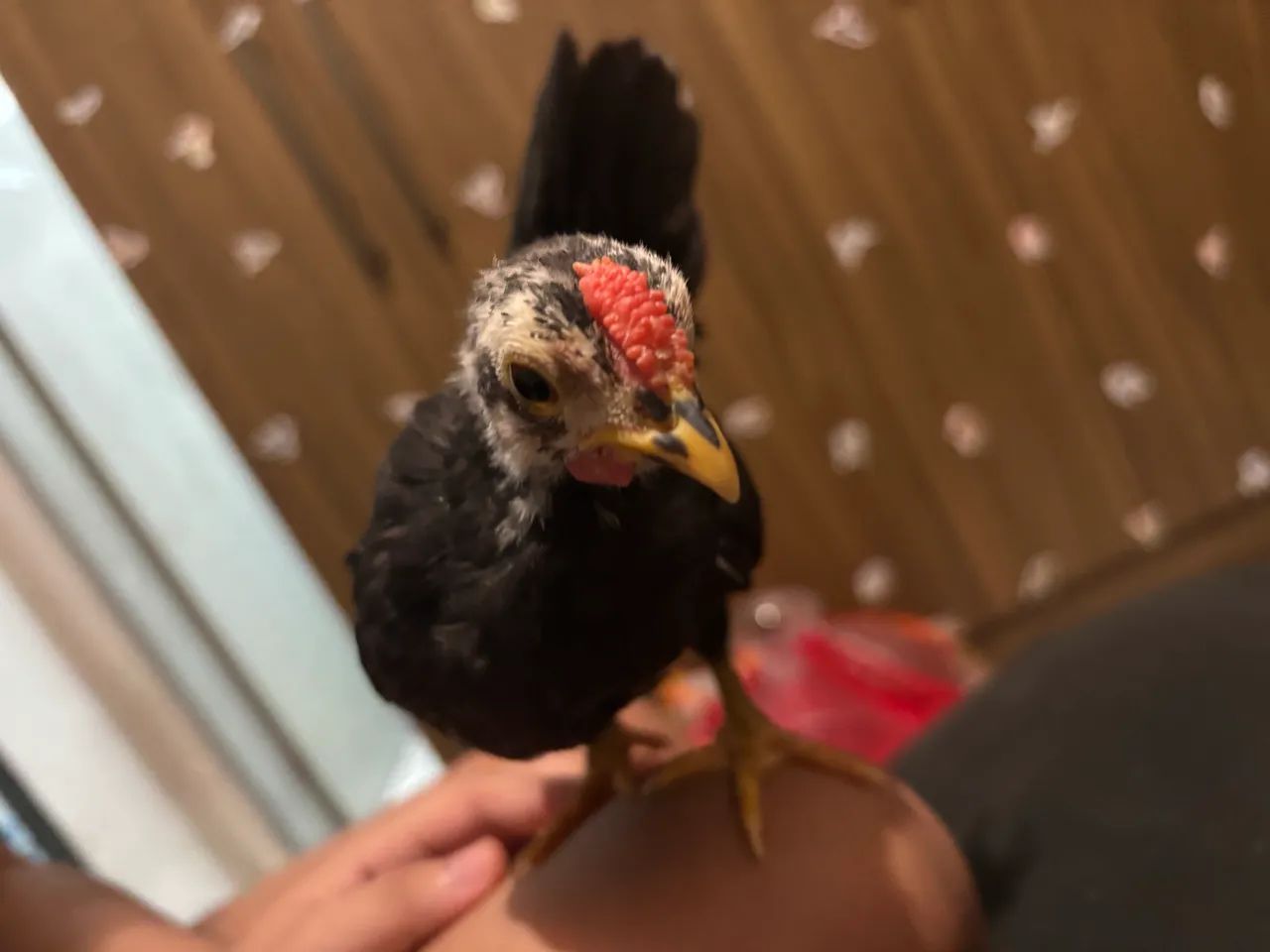 Pintinho de Garnizé Galinha Mini - Foto 6