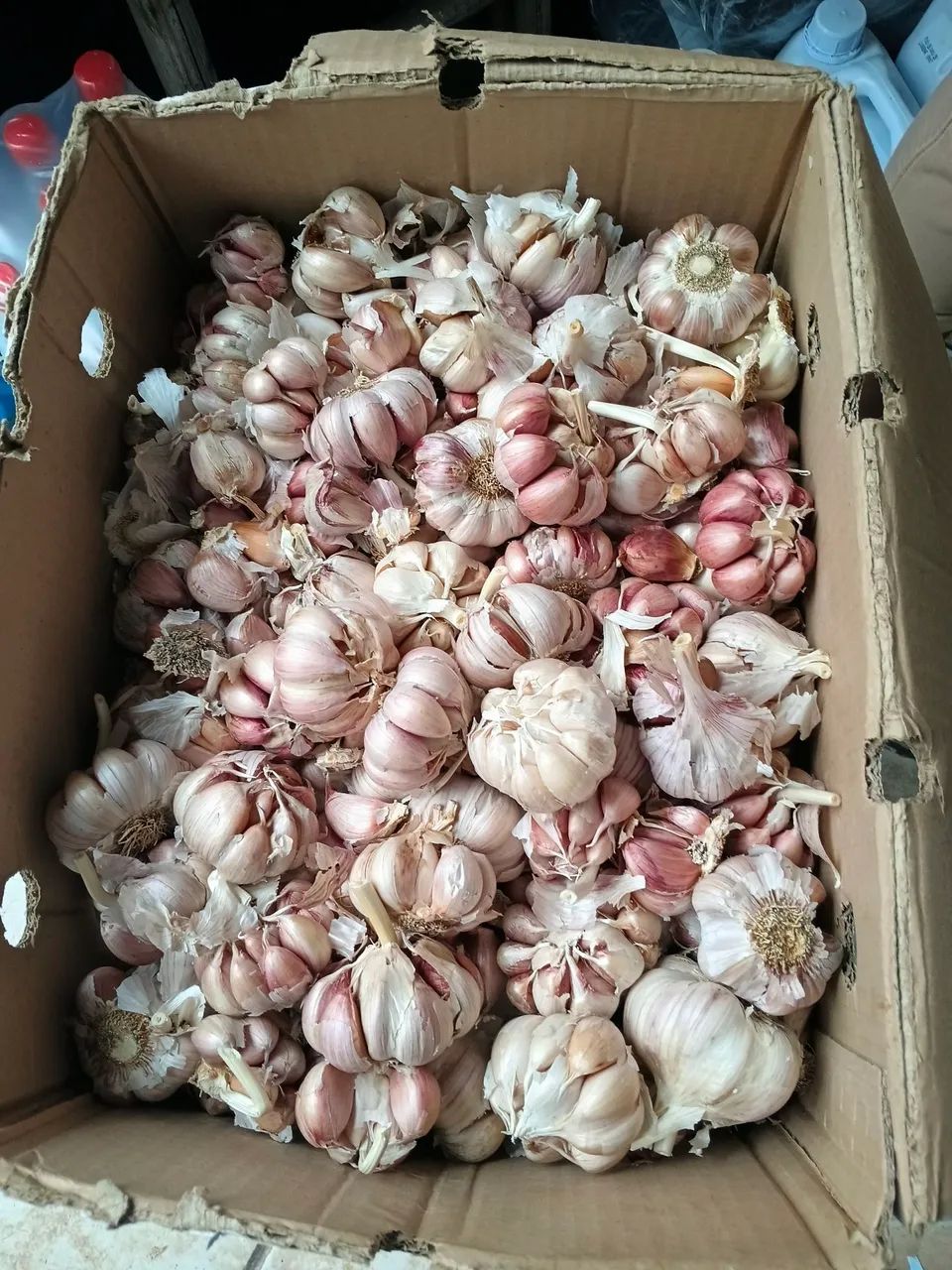 Caixa com alho  - Foto 3
