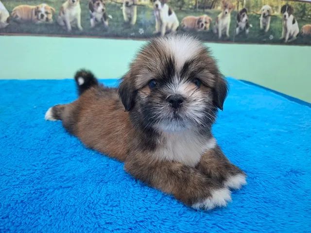 Lhasa Apso - Machinho Disponível