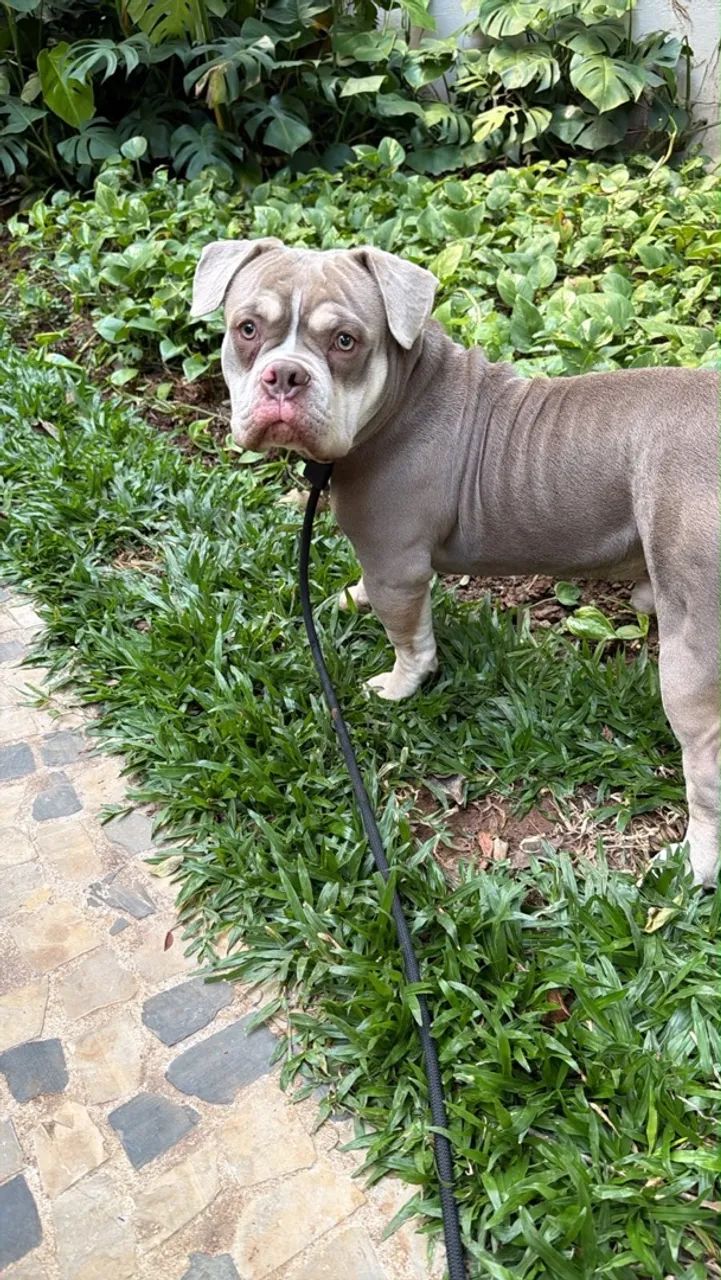 American Bully