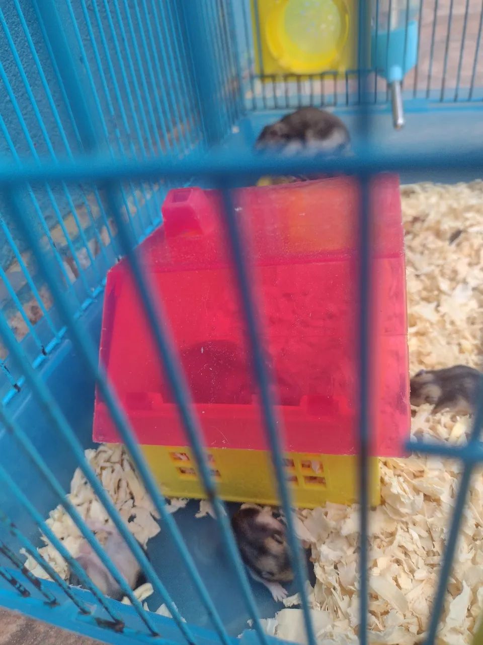 Hamester Sírio  - Foto 2