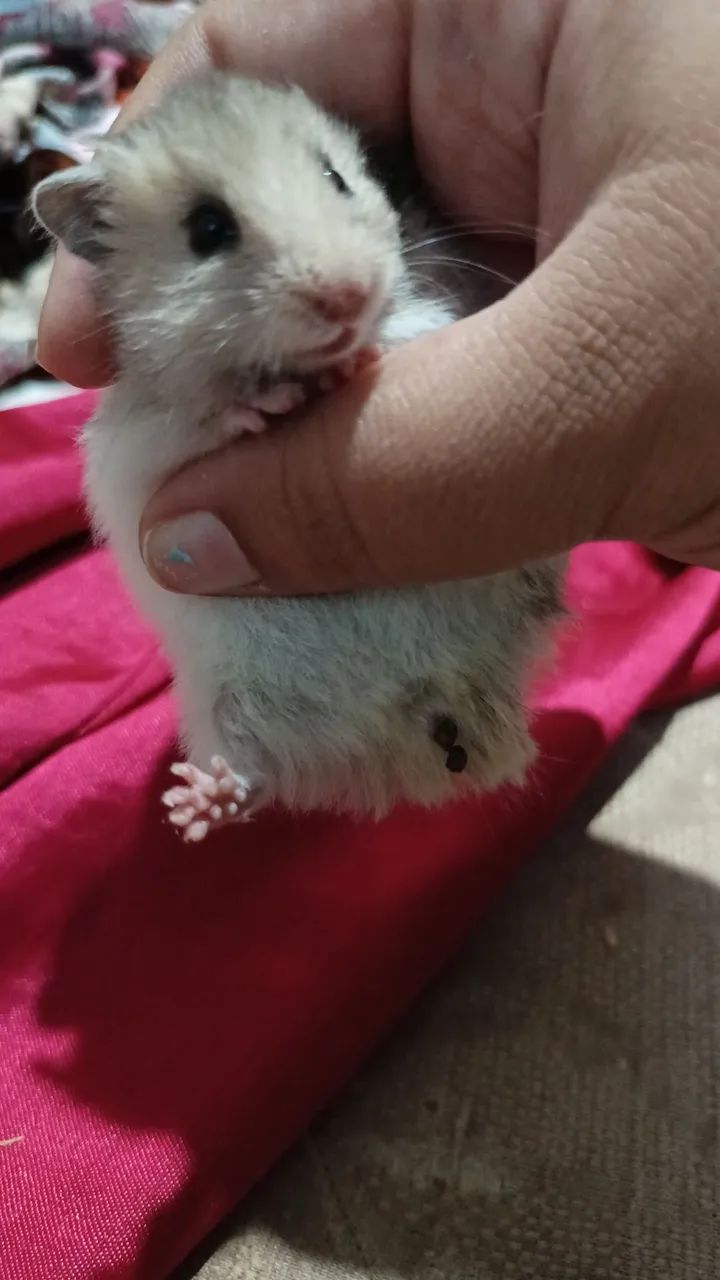 Venda de hamster por 40$R - Foto 4