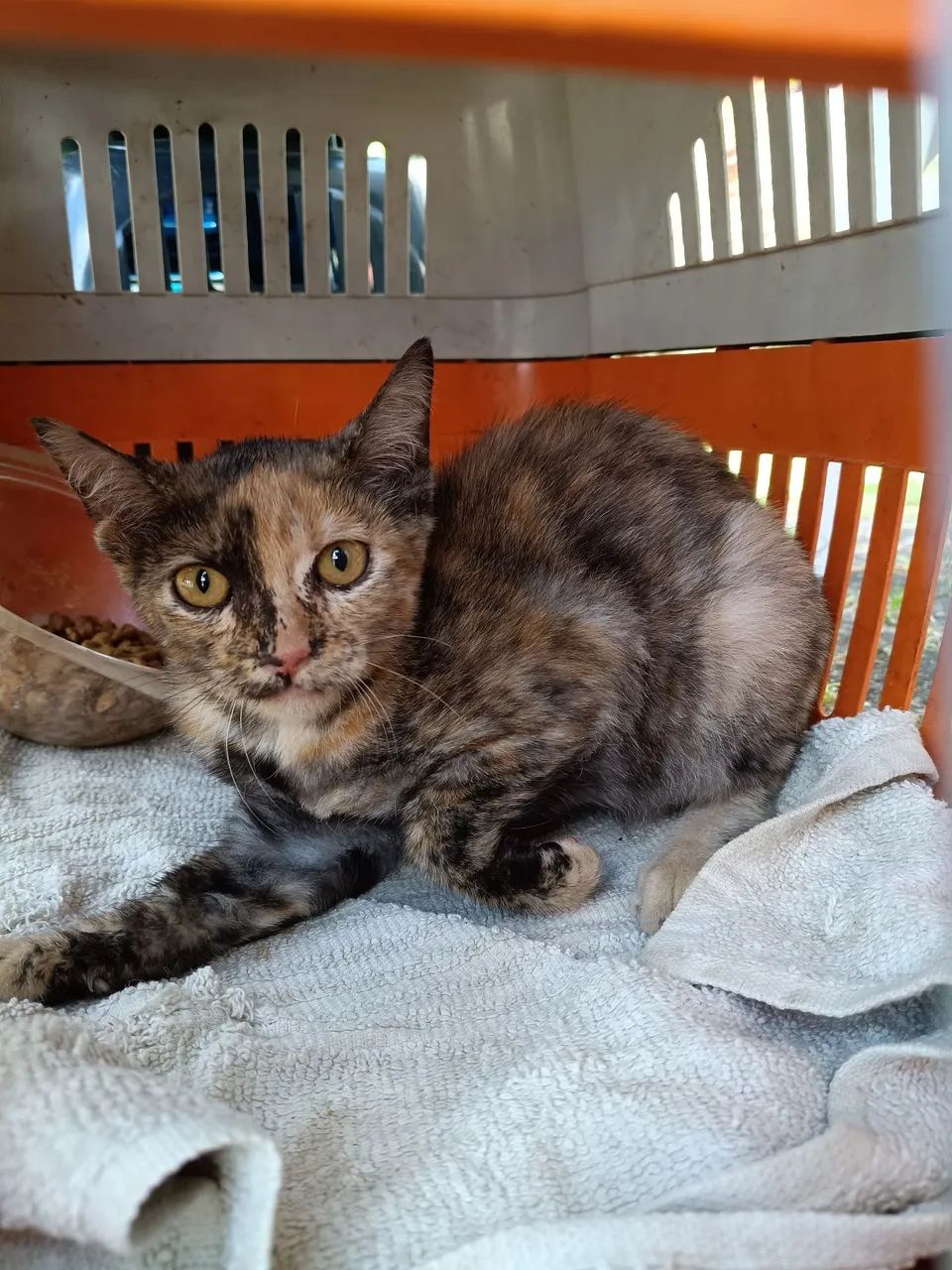 Gato - Foto 2