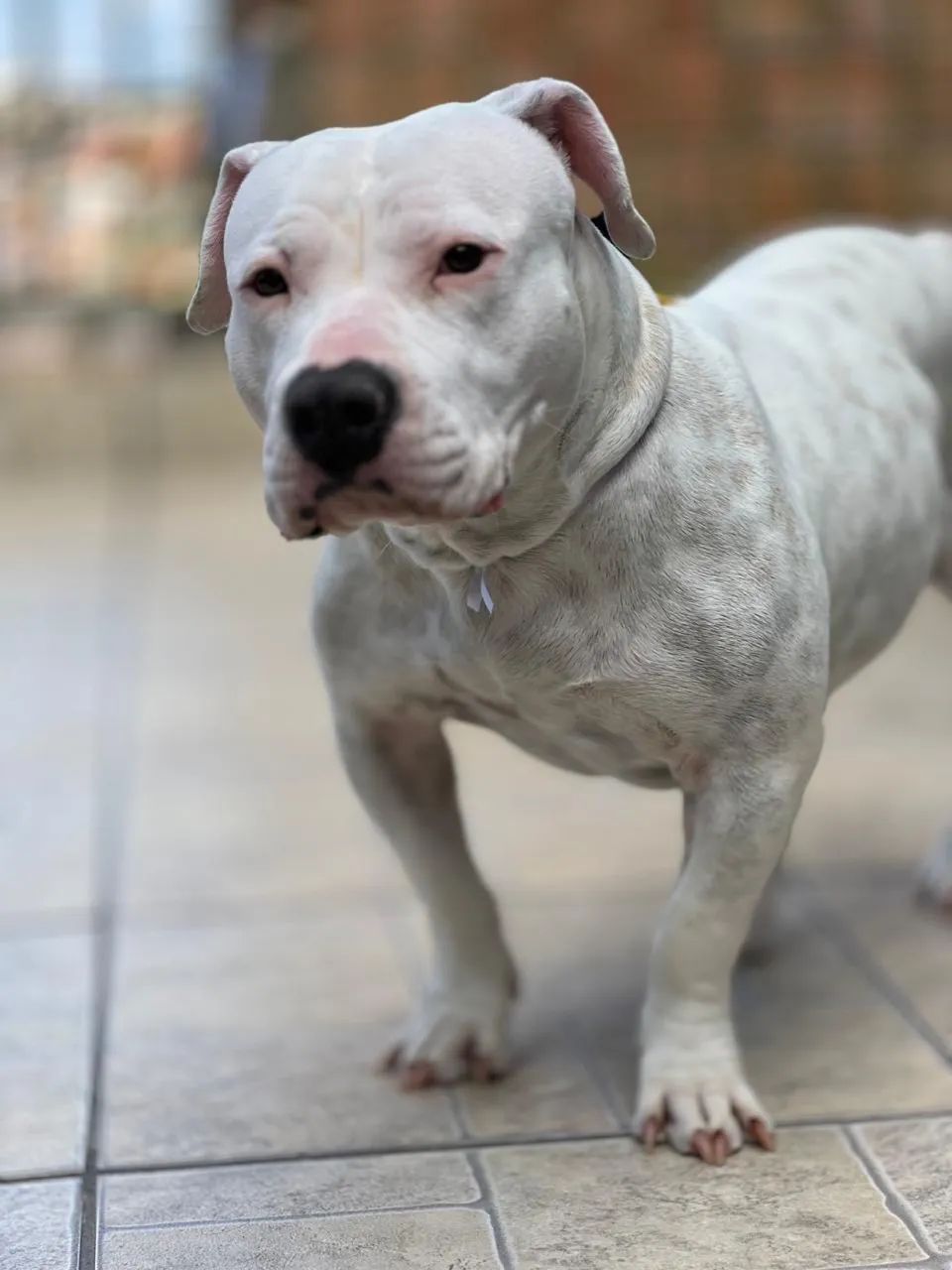 American Bully - Foto 2