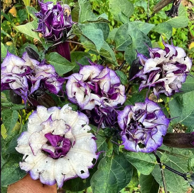 Sementes da Flor Trombeta de Anjo Rôxa e Branca - Foto 3