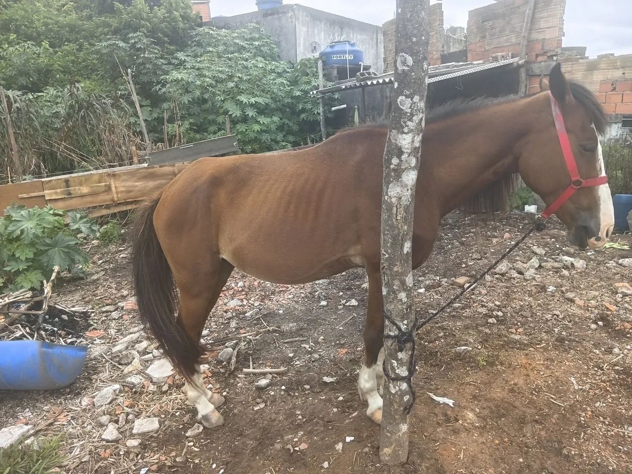 Vendo um cavalo manso dosso uma criança montar ID - Foto 4