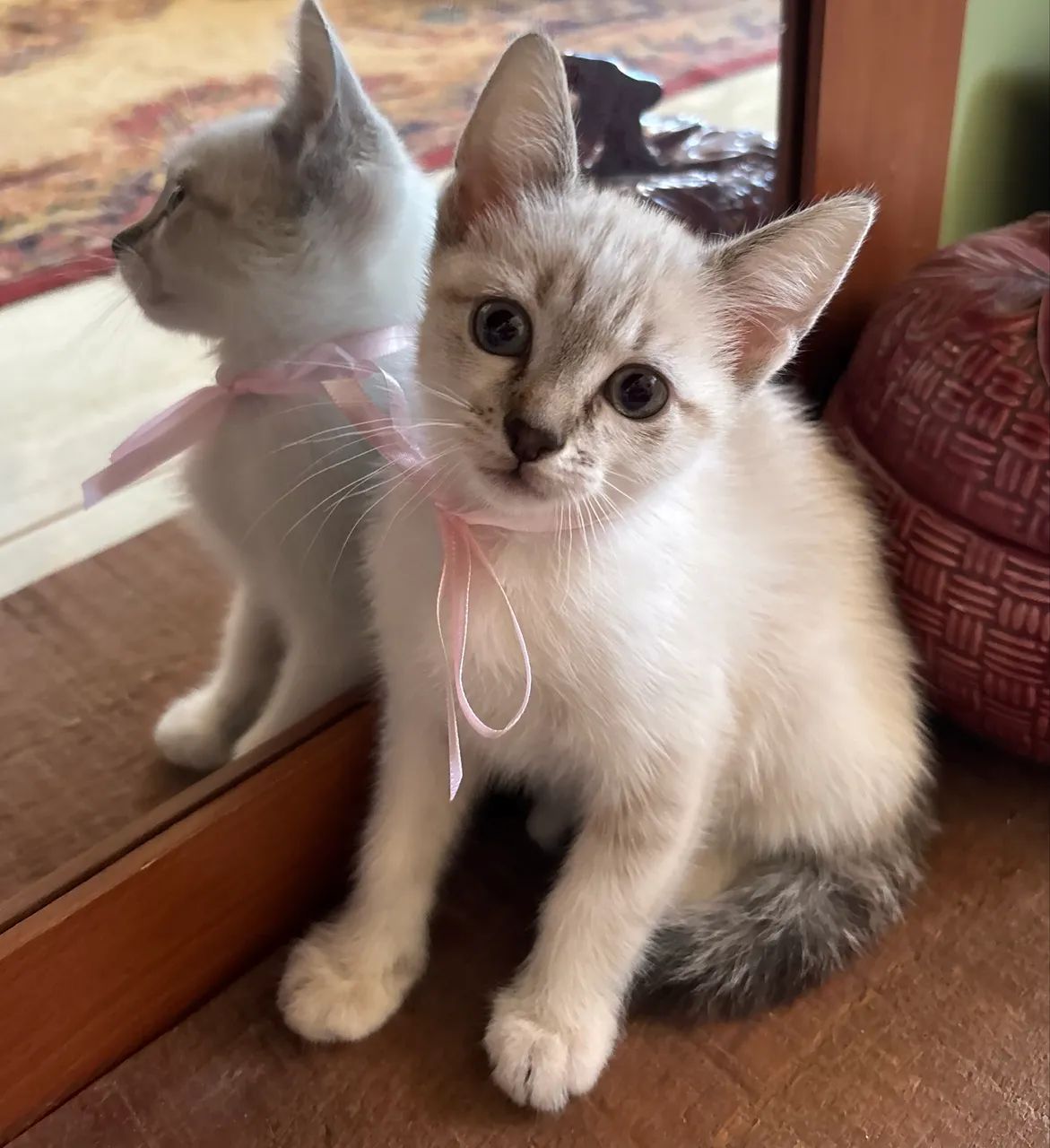 Doação gatinhas gato filhote  - Foto 2