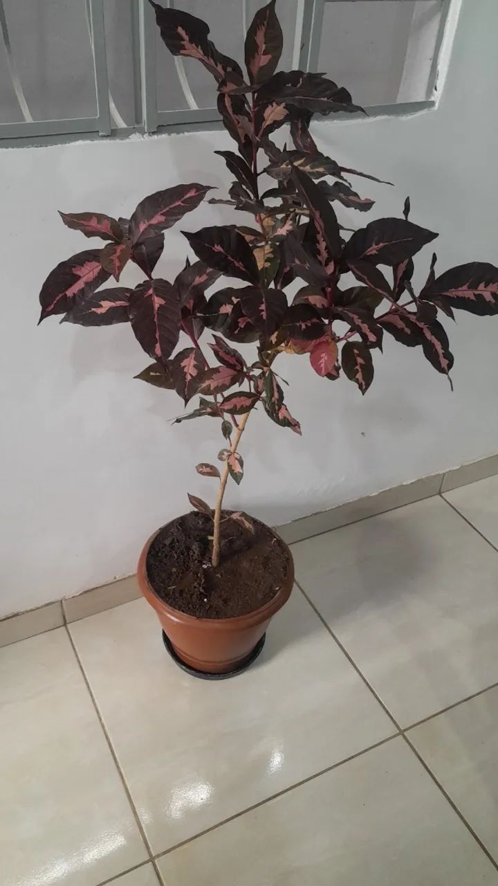 PLANTA CARICATA (Graptophyllum pictum) - Foto 3