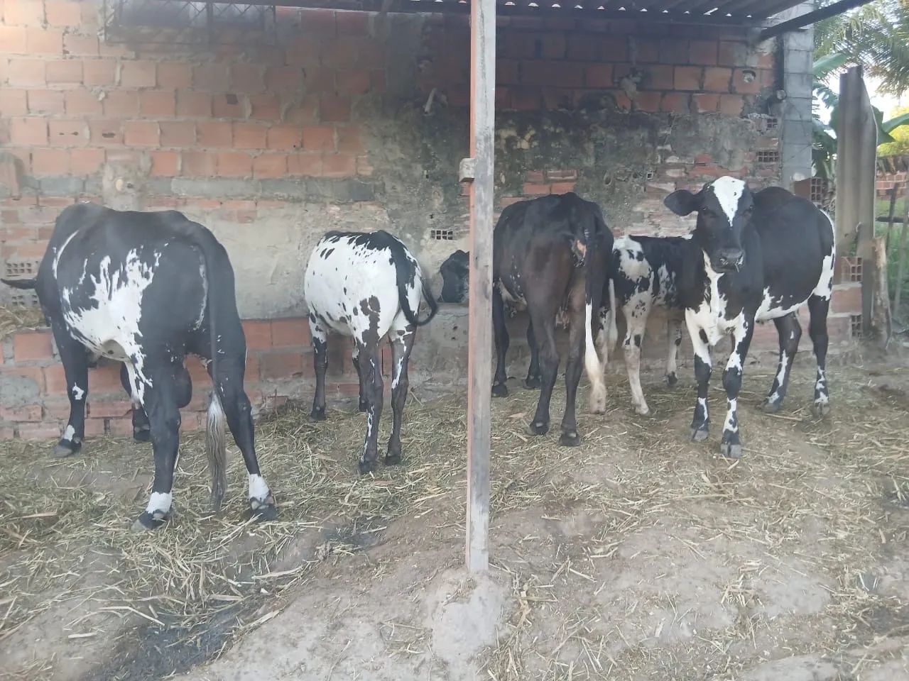 Vaca,boy,bezerro e bezerras  - Foto 2