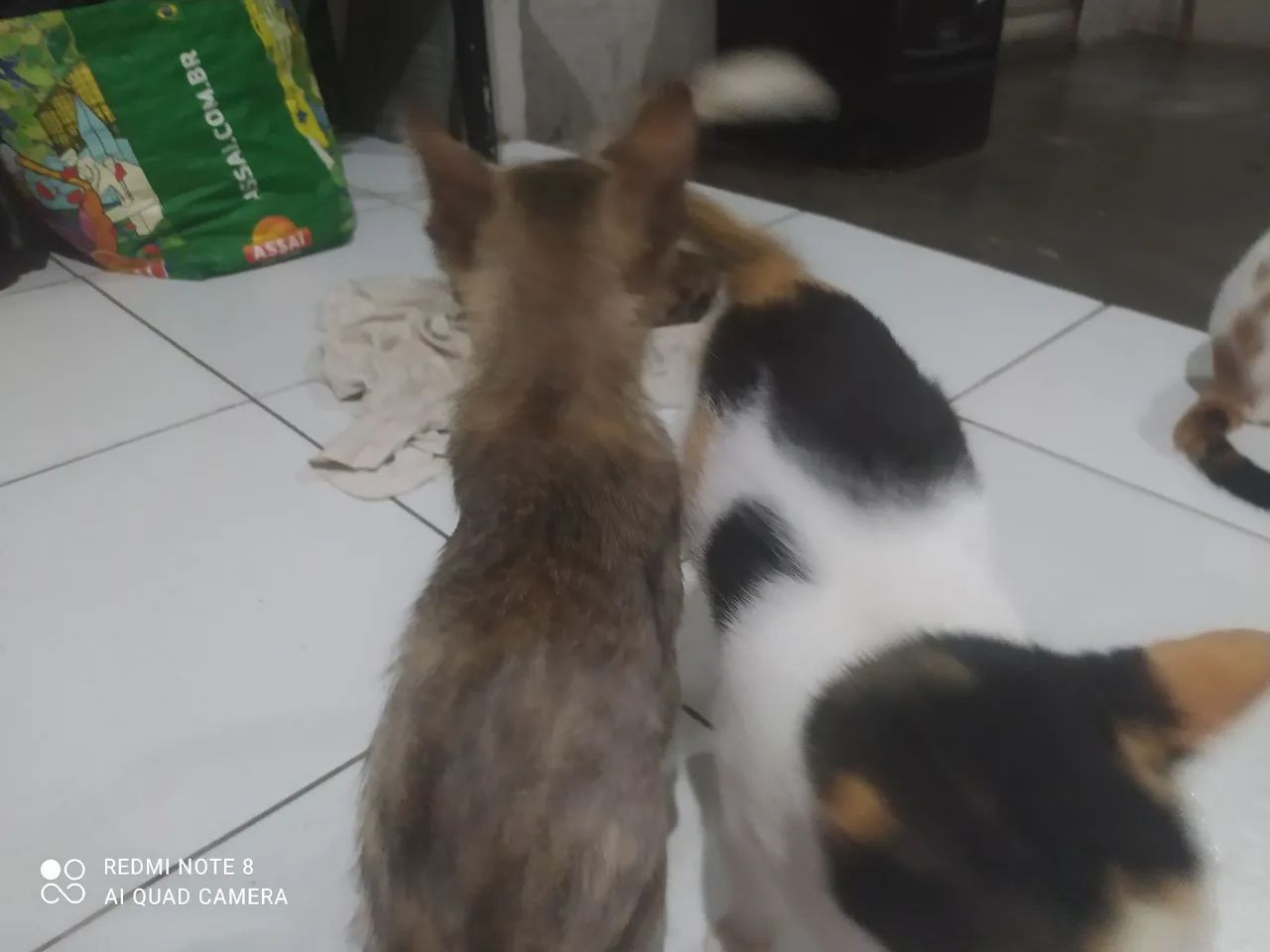 Adoção de Gatos