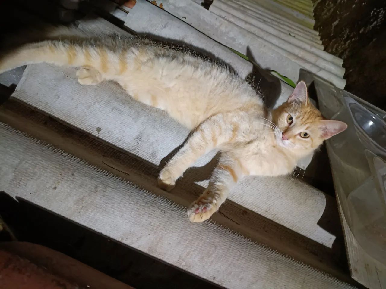 Gata - Foto 2