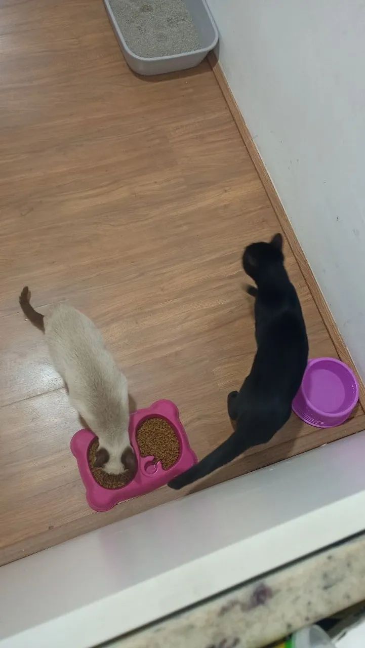 Doação Gatas fêmeas  - Foto 2