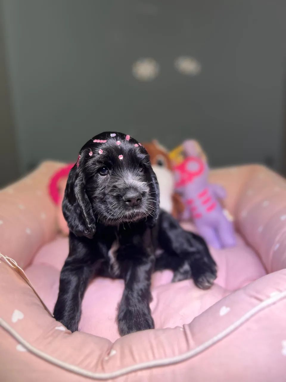 Filhotes de Cocker Spaniel  - Foto 3