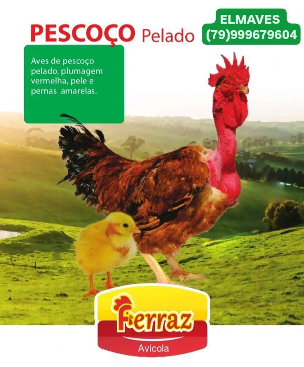 Caipiras: pescoço pelado. De um dia