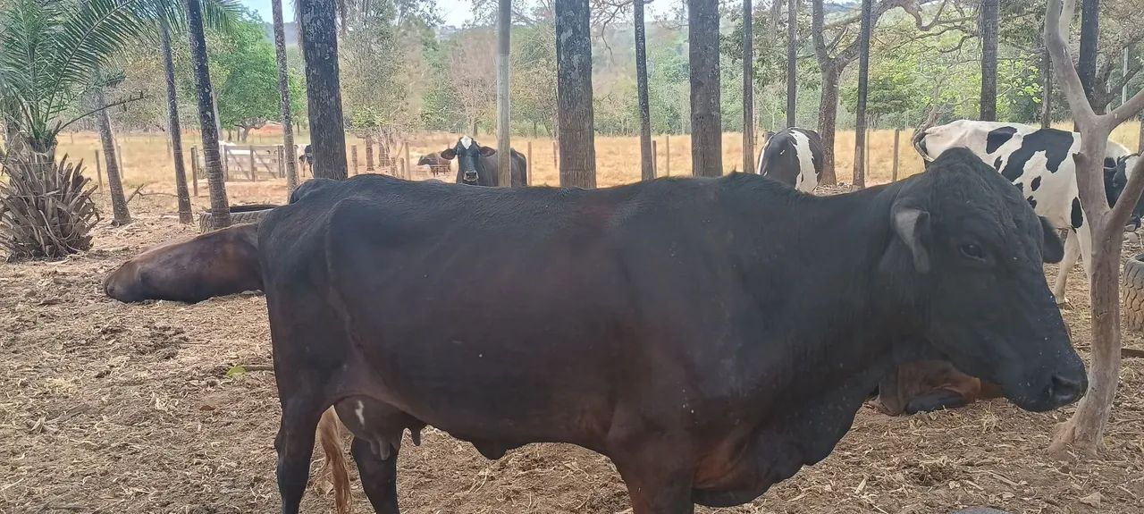 Vaca leiteira  - Foto 2
