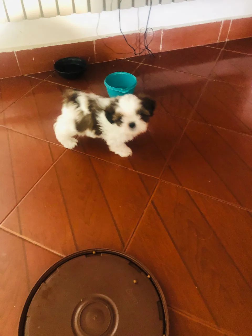 Vendo filhote shtizu macho  - Foto 4
