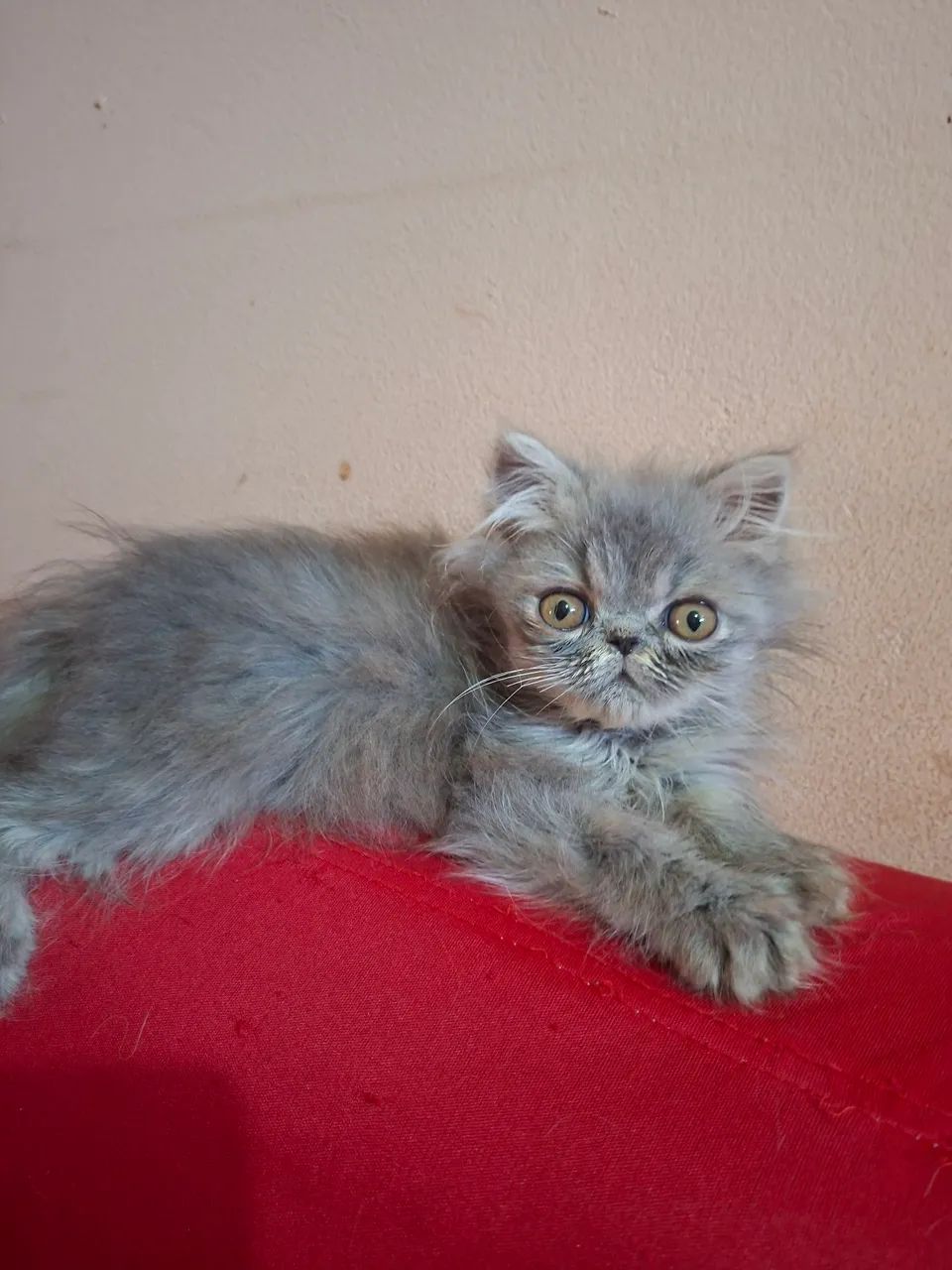 Vende-se filhote de gato persa macho pv 